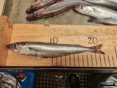 Уловы северной путассу